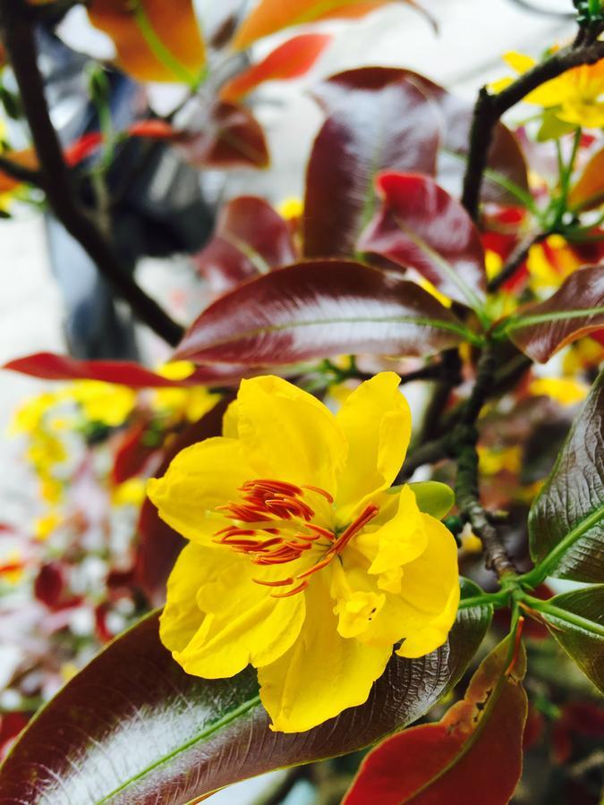 Champa Hoi An Villas Dış mekan fotoğraf